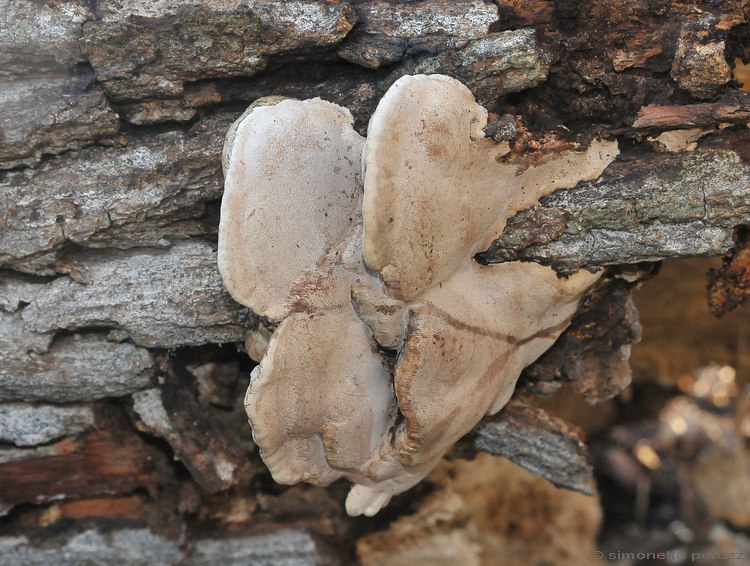 Aphyllophorales di San Rossore